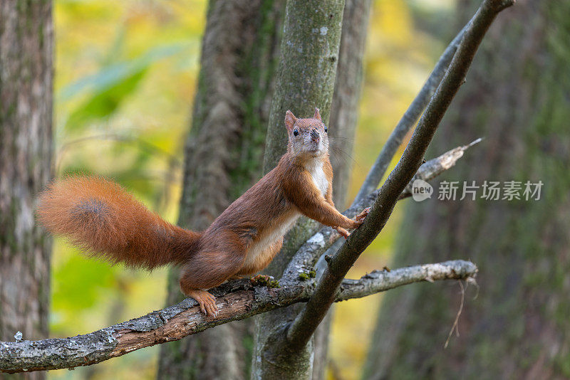 奇特的欧亚红松鼠(学名Sciurus vulgaris)